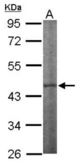 Sample (50 ug of whole cell lysate). A: Mouse brain. 10% SDS PAGE. IPMK antibody diluted at 1:1000.