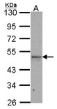 Sample (30 ug of whole cell lysate). A: H1299. 10% SDS PAGE. IPMK antibody. IPMK antibody diluted at 1:1000.
