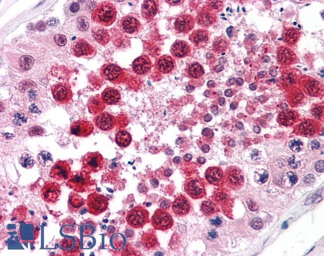 Anti-PPP1R2 antibody IHC of human testis. Immunohistochemistry of formalin-fixed, paraffin-embedded tissue after heat-induced antigen retrieval. Antibody LS-B4396 concentration 5 ug/ml.