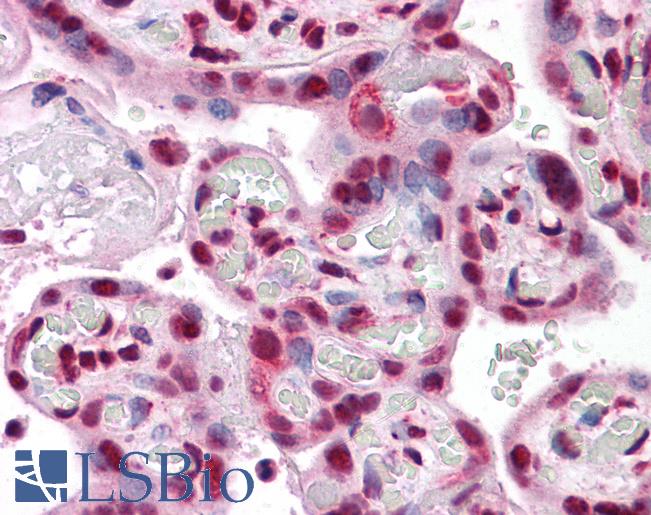 Anti-PPP1R2 antibody IHC of human placenta. Immunohistochemistry of formalin-fixed, paraffin-embedded tissue after heat-induced antigen retrieval. Antibody LS-B4396 concentration 5 ug/ml.
