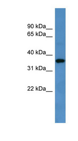 GPR88 antibody LS-C135116 Western blot of Rat Brain lysate.