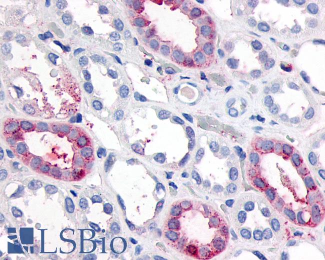 Anti-GPR89A antibody IHC of human kidney. Immunohistochemistry of formalin-fixed, paraffin-embedded tissue after heat-induced antigen retrieval.