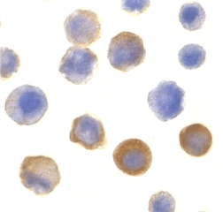 Immunocytochemistry of IRAK in HeLa cells with IRAK antibody at 10 µg/ml.