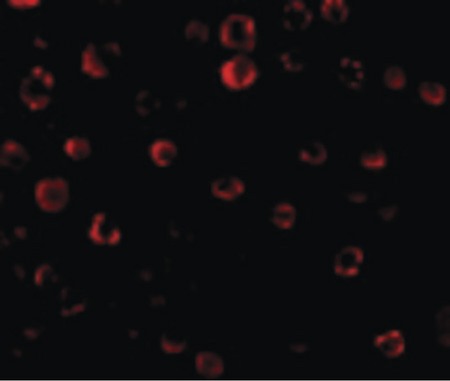 Immunofluorescence of IRAK in HeLa cells with IRAK antibody at 20 ug/ml.