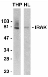 Western blot of IRAK in THP-1 (THP) and HeLa (HL) whole cell lysates with IRAK antibody at 0.5 ug/ml.