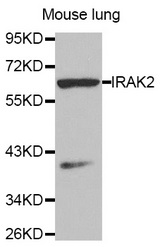 Western blot analysis of extracts of Mouse lung tissue, using IRAK2 antibody.