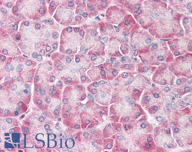Anti-IRAK2 antibody IHC of human pancreas. Immunohistochemistry of formalin-fixed, paraffin-embedded tissue after heat-induced antigen retrieval. Antibody LS-B3188 concentration 5 ug/ml.