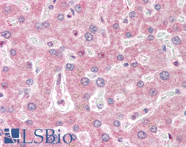 Anti-IRAK2 antibody IHC of human liver. Immunohistochemistry of formalin-fixed, paraffin-embedded tissue after heat-induced antigen retrieval. Antibody LS-B3188 concentration 5 ug/ml.