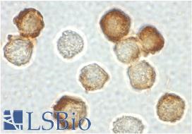 Immunocytochemical staining of HeLa cells using IRAK2 antibody at 2 µg/ml.