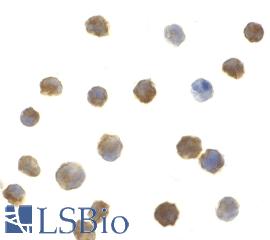 Immunocytochemistry of mIRAK2 in A-20 cells with mIRAK2 antibody at 1 µg/ml.