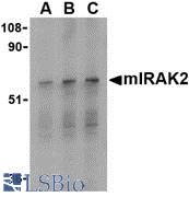 Western blot of IRAK2 in RAW264.7 whole cell lysate with mIRAK2 antibody at (A) 0.5, (B) 1, and (C) 2 ug/ml.