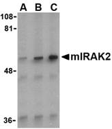 Western blot of IRAK2 in A-20 whole cell lysate with anti-mIRAK2 (C2) at (A) 0.2, (B) 1, and (C) 2 ug/ml.