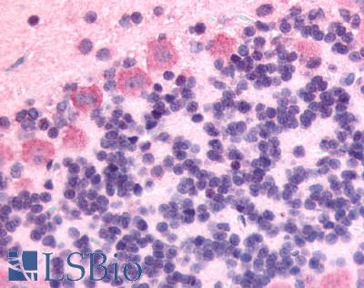Anti-GPR89A antibody LS-A1733 IHC of rat brain, Purkinje neurons. Immunohistochemistry of formalin-fixed, paraffin-embedded tissue after heat-induced antigen retrieval.