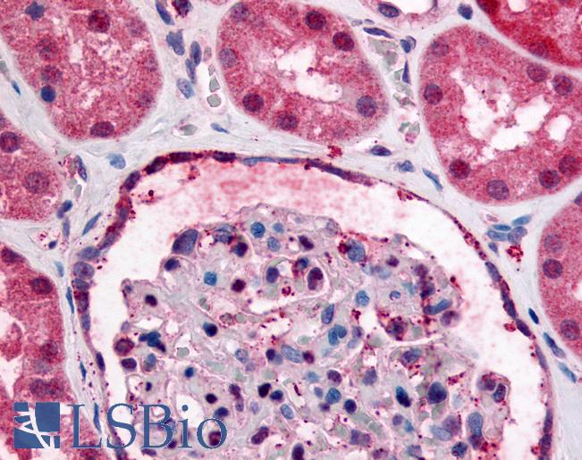 Anti-GPR89A antibody LS-A1730 IHC of human kidney. Immunohistochemistry of formalin-fixed, paraffin-embedded tissue after heat-induced antigen retrieval.