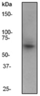 Western blot analysis on A431 cell lysate using anti-IRAK-3 (C-term) antibody, dilution 1:20000.