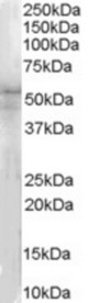 (1 ug/ml) Staining of Hela lysate (35 ug protein in RIPA buffer). Primary incubation was 1 hour. Detected by chemiluminescence.