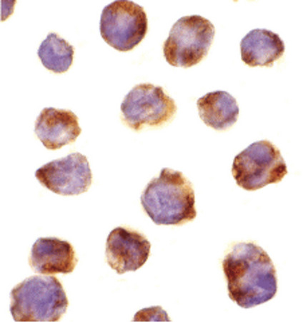 Immunocytochemistry of IRAK-4 in K562 cells with IRAK-4 antibody at 10 ug/ml.