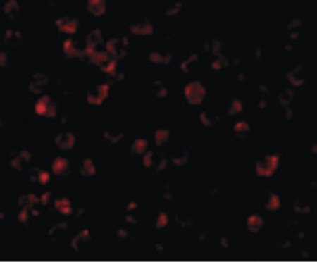 Immunofluorescence of IRAK-4 in K562 cells with IRAK-4 antibody at 10 ug/ml.