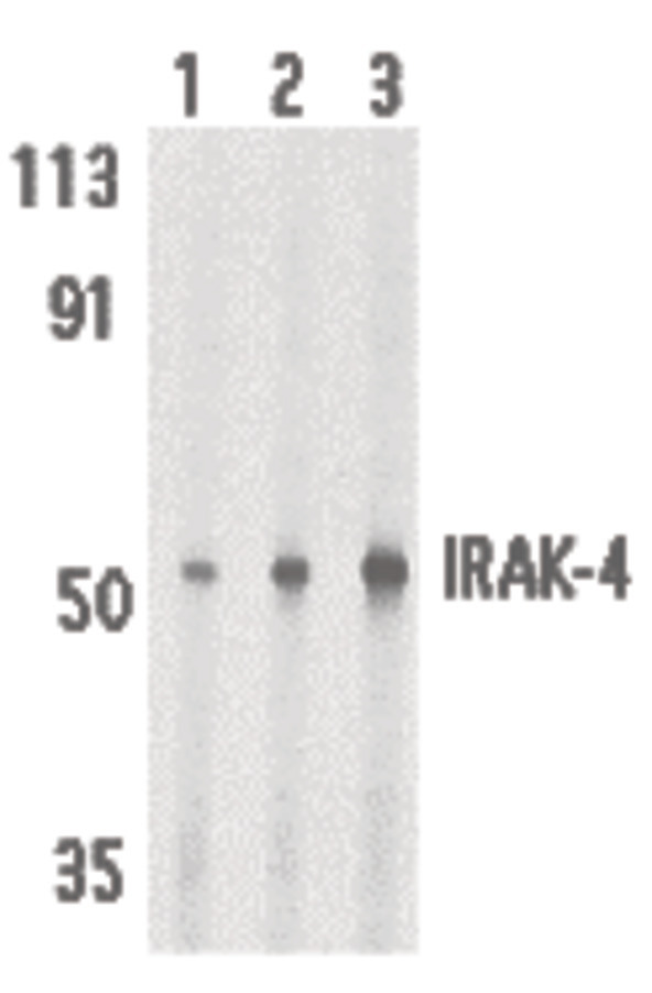 Western blot of IRAK-4 in HeLa cell lysate with IRAK-4 antibody at 1 (lane 1), 2 (lane 2), and 4 (lane 3) ug/ml, respectively.