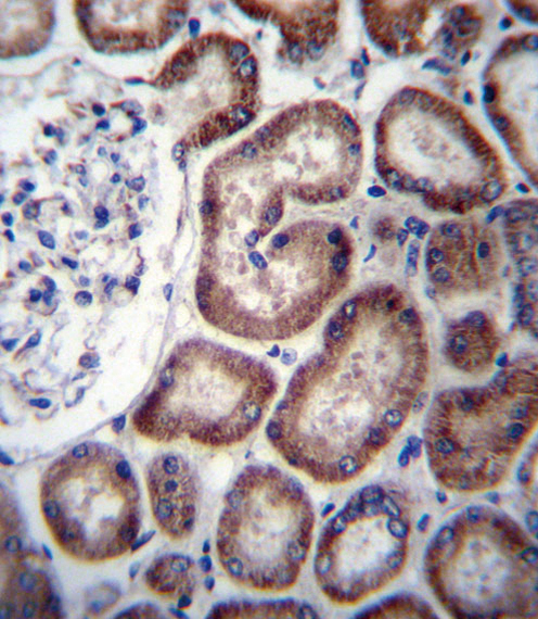 IREB2 Antibody immunohistochemistry of formalin-fixed and paraffin-embedded human kidney tissue followed by peroxidase-conjugated secondary antibody and DAB staining.