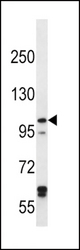 IREB2 Antibody western blot of HeLa cell line lysates (35 ug/lane). The IREB2 antibody detected the IREB2 protein (arrow).