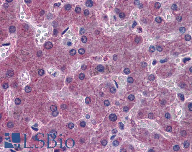 Anti-IREB2 antibody IHC of human liver. Immunohistochemistry of formalin-fixed, paraffin-embedded tissue after heat-induced antigen retrieval. Antibody LS-B4397 concentration 3.75 ug/ml.