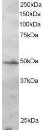 Antibody staining (2 ug/ml) of Jurkat lysate (RIPA buffer, 30 ug total protein per lane). Primary incubated for 1 hour. Detected by Western blot of chemiluminescence.