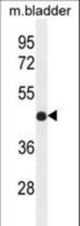 IRF2 Antibody western blot of mouse bladder tissue lysates (35 ug/lane). The IRF2 antibody detected the IRF2 protein (arrow).