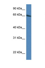 IRF2BP1 antibody LS-C135339 Western blot of Rat Liver lysate. Antibody concentration 1 ug/ml.