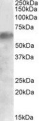 IRF2BP1 antibody (0.5 ug/ml) staining of Human Liver lysate (35 ug protein/ml in RIPA buffer). Primary incubation was 1 hour. Detected by chemiluminescence.