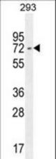 I2BP2 Antibody western blot of 293 cell line lysates (35 ug/lane). The I2BP2 antibody detected the I2BP2 protein (arrow).