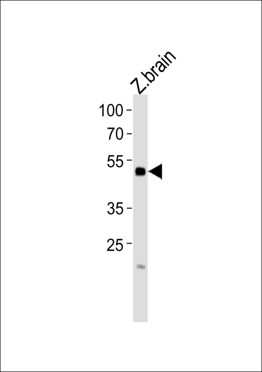 Western blot of lysate from zebra fish brain tissue lysate with (DANRE) irf2bp2b Antibody. Antibody was diluted at 1:1000. A goat anti-rabbit IgG H&L (HRP) at 1:5000 dilution was used as the secondary antibody. Lysate at 35 ug.