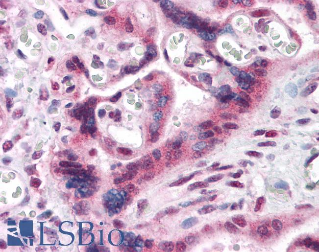 Anti-IRF2BP1 antibody IHC of human placenta. Immunohistochemistry of formalin-fixed, paraffin-embedded tissue after heat-induced antigen retrieval. Antibody LS-B4723 concentration 5 ug/ml.
