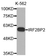 Western blot analysis of extracts of K-562 cell line, using IRF2BP2 antibody.