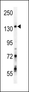 GPRASP1 Antibody western blot of Jurkat cell line lysates (35 ug/lane). The GPRASP1 antibody detected the GPRASP1 protein (arrow).