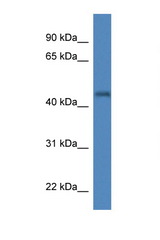IRGC antibody LS-C135441 Western blot of Mouse Brain lysate. Antibody concentration 1 ug/ml.