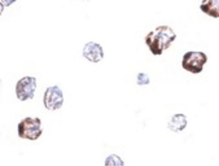 Immunocytochemistry of IRGC in A20 cells with IRGC antibody at 2.5 ug/ml.