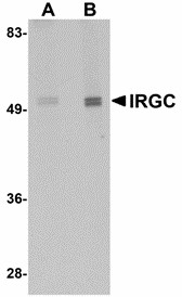 Western blot of IRGC in mouse brain tissue lysate with IRGC antibody at (A) 1 and (B) 2 ug/ml.