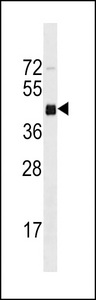 Mouse Irgm1 Antibody western blot of mouse brain tissue lysates (35 ug/lane). The IRGM1 antibody detected the IRGM1 protein (arrow).
