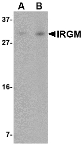 Western blot of IRGM in Rat brain lysate with IRGM antibody at (A) 1 and (B) 2 ug/ml.