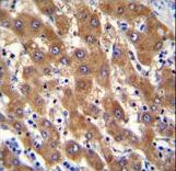 IRGM Antibody immunohistochemistry of formalin-fixed and paraffin-embedded human liver tissue followed by peroxidase-conjugated secondary antibody and DAB staining.