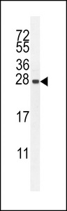 IRGM Antibody western blot of HepG2 cell line lysates (35 ug/lane). The IRGM antibody detected the IRGM protein (arrow).