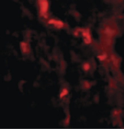 Immunofluorescence of IRGM in Human Brain cells with IRGM antibody at 20 ug/ml.