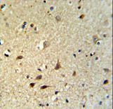 IRGQ Antibody IHC of formalin-fixed and paraffin-embedded brain tissue followed by peroxidase-conjugated secondary antibody and DAB staining.