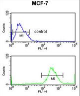 IRGQ Antibody flow cytometry of MCF-7 cells (bottom histogram) compared to a negative control cell (top histogram). FITC-conjugated goat-anti-rabbit secondary antibodies were used for the analysis.