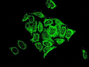 Immunofluorescent staining of HeLa cells using anti-ACO1 antibody.