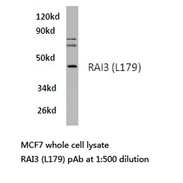 Western blot of RAI3 (L179) pAb in extracts from MCF7 cells.