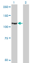 Western Blot analysis of IARS expression in transfected 293T cell line by IARS monoclonal antibody (M03), clone 3D3.Lane 1: IARS transfected lysate(120.6 KDa).Lane 2: Non-transfected lysate.