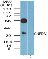 Western blot of GNPDA1 in human spleen lysate in the 1) absence and2) presence of immunizing peptide using LS-B7945 at 0.25 ug/ml.