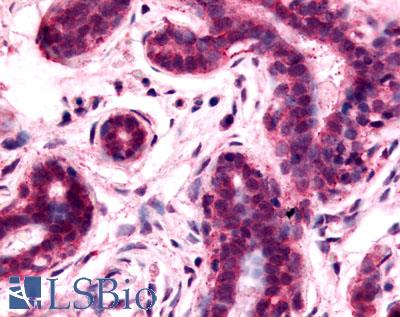 Anti-GPRC5A / RAI3 antibody LS-A3551 IHC of human breast. Immunohistochemistry of formalin-fixed, paraffin-embedded tissue after heat-induced antigen retrieval.
